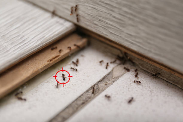 Best Best Pest Control Companies  in Waverly, MN